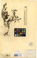 Image result for Oldenlandia fastigiata