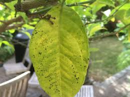 Declining leaves will often show spots. Lemon Tree With Tiny Black Spots On Leaves Please Help