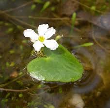 Image result for Nymphoides forbesiana