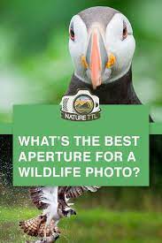 What S The Best Aperture To Use In A Wildlife Photo Wildlife Photography Tips Dslr Photography Tips Photography Settings