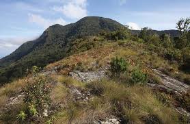 Image result for Polystachya epiphytica