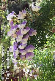 Image result for Psoralea