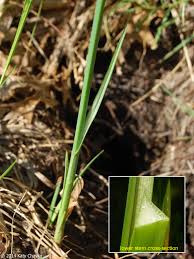 Image result for Schoenoplectus sp.no.3