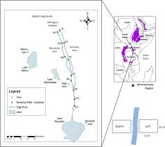 Image result for Ethulia vernonioides