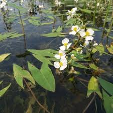 Image result for Alismataceae