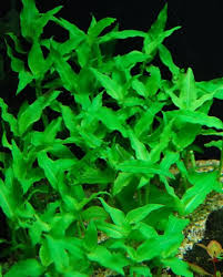 Image result for Floscopa sp.no.1