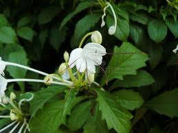 Image result for Clerodendrum incisum
