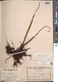 Image result for Belvisia