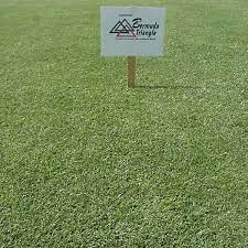 Triangle Bermuda Grass Seed Bermuda Grass Seed Bermuda Grass Grass Seed