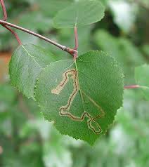 Image result for Stigmella lapponica