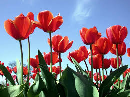 The origin of april showers bring may flowers. April Showers Bring May Flowers Heartland Baptist Fellowship