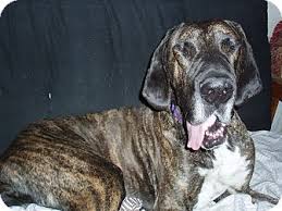 Phoenix Az Great Dane Meet Mack A Pet For Adoption