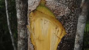 Image result for Copaifera