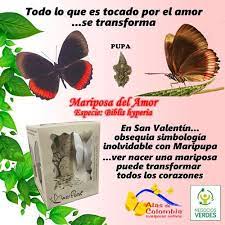 Alas De Colombia Photos Facebook