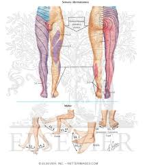 Segmental Sensory Innervation Dermatomes Of Lower Limb