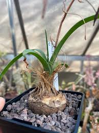 Image result for Albuca sp. no. 1