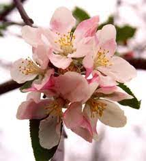 650, a group of native americans called. Arkansas State Flower