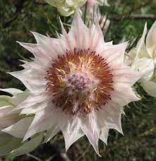 We did not find results for: Serruria Florida Wikipedia