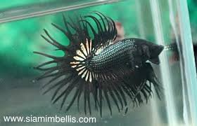 Special thanks for the pictures to bettaholic from betta breeders forum. S237 Black Copper Crowntail Paar S237