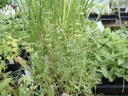 Image result for Salvia stenophylla