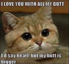 Animal Memes About Love 10lilian