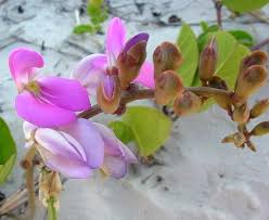 Image result for Canavalia rosea