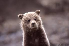 Baby Bear Pictures Download Free Images On Unsplash