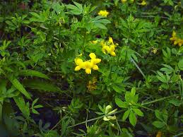 Image result for Lotus corniculatus