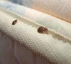 Bed bug bites cause red, irritating marks/ lumps. How To Identify And Remove Bed Bugs Orkin