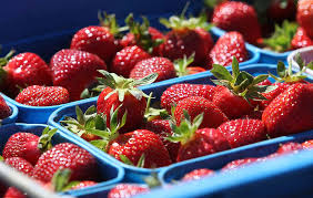 strawberry varieties explained