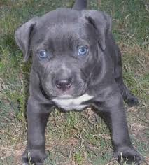 Don't bully us rescue is a philadelphia and nj area, foster based, pit bull and bully breed rescue. Pitbull Puppies For Adoption Petfinder