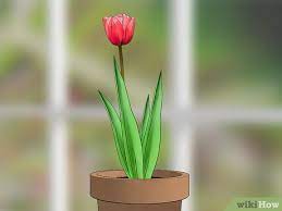 Over the last few years i have become a container tulip enthusiast. How To Grow Tulips In Pots With Pictures Wikihow