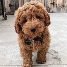Mini Goldendoodle F1b F1bb Golden Point Puppies