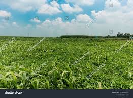 Image result for Sorghum × drummondii