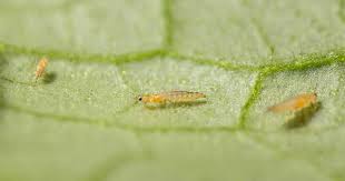 Image result for Onion Thrips