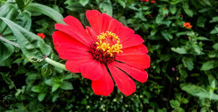 San Rafael Flor Comun En Costa Rica San Rafael Costa Disenos De Unas