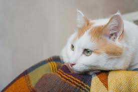 Skin cancer in cats can take many different forms, including lesions, ulcers, scabs, warty lumps and bumps on the skin. Giardia In Cats Small Door Veterinary