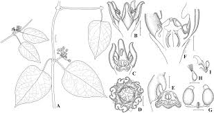 Image result for Neoschumannia cardinea