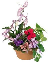 4532 elvis presley blvd, memphis, tn 38116 map · phone number. Violet Variety Flowering Plants In Memphis Tn Piano S Flowers Gifts Inc