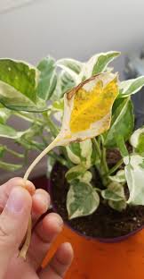 When pothos has root rot, the leaves will start to turn yellow and fall off. A Leaf On My Pearls And Jade Pothos Turned Yellow And Came Off Easily What Could Be Wrong Plantclinic