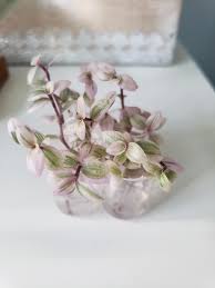This is one of our most popular house plants. Look At These Super Cute Callisia Repens Pink Lady Cuttings In Spray Bottle Caps Probably The Smallest Propagating Stations I Ve Ever Have Houseplants