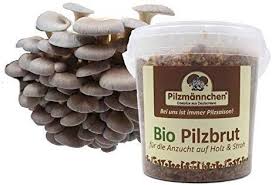 Bio Austernpilz Substrat Pilzbrut Pilze Selber Zuchten Substratbrut Amazon De Garten Austernpilze Pilze Pilze Selber Zuchten