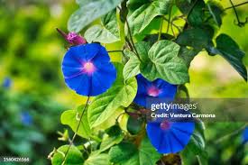 Image result for Ipomoea marginata