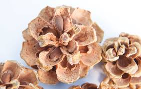 Pine cones are usually ready for harvesting from august to september, depending on where. Local Gold Prospecting For Pine Nuts Edible Phoenix