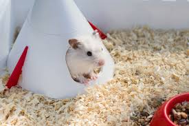 Erfahren sie, was sich in einer ehe bei steuern und vorsorge verändert und was bei scheidung zu beachten ist. Hamster Als Haustier Charakter Haltung Austattung Und Pflege