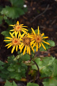 Image result for Lellingeria oosora