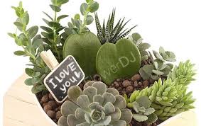 心葉十二卷 多肉植物盆景 小品型盆栽15 40cm house plants plants succulents