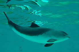 De wetenschappelijke naam van de soort werd als delphinus phocoena in 1758 gepubliceerd door carl linnaeus.2 het dier heeft een lengte van maximaal 1,80 m en een gewicht van maximaal 60 kilogram. File Ecomare Bruinvis Berend Berend3 Jpg Wikimedia Commons