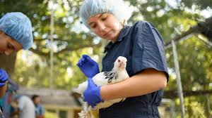 We offer a full line of canine and feline vaccinations, along with medicine, diagnostics, and wellness examinations. Nc State Vet School Launches Its First Mobile Poultry Service Nc State Extension