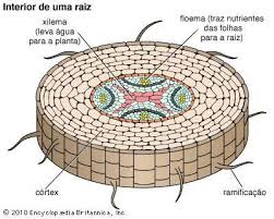 Health education when we are young, we tend to not think so much about our health. Raiz Britannica Escola